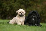 LHASSA APSO 162